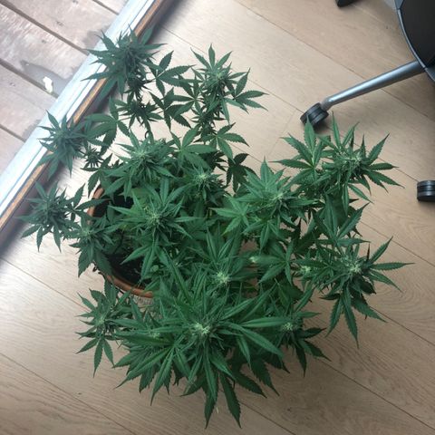 Royal Haze Automatic growlog timeline photo