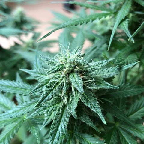 Royal Haze Automatic growlog timeline photo