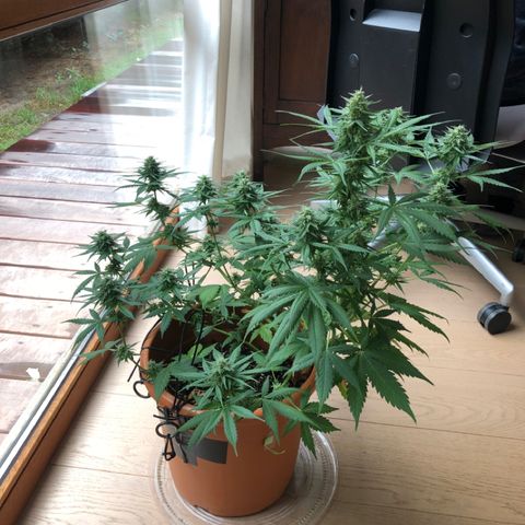 Royal Haze Automatic growlog timeline photo