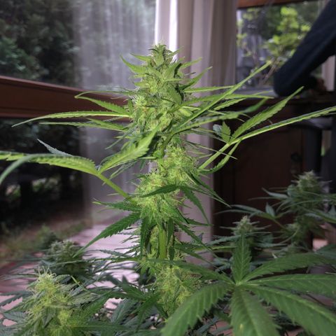 Royal Haze Automatic growlog timeline photo