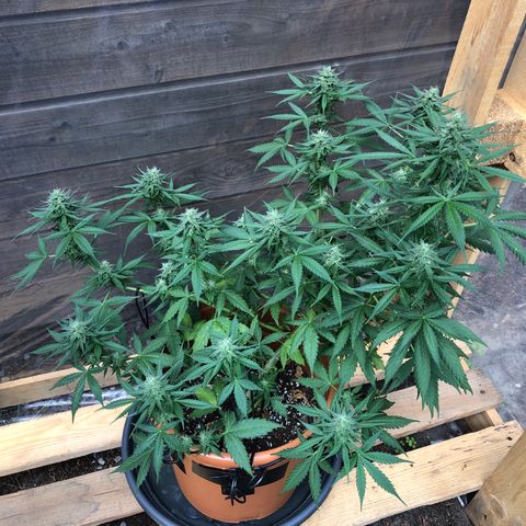 Royal Haze Automatic growlog timeline photo