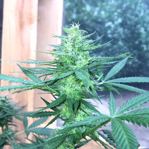 Royal Haze Automatic growlog timeline photo