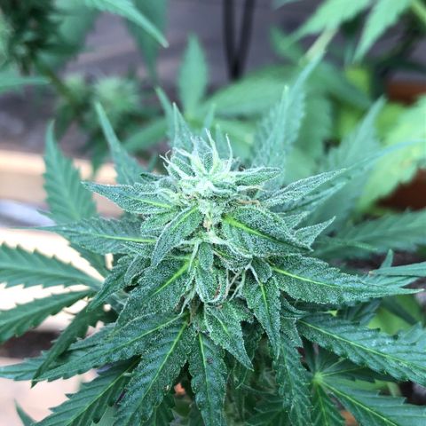 Royal Haze Automatic growlog timeline photo
