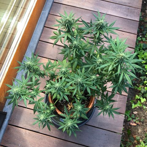 Royal Haze Automatic growlog timeline photo