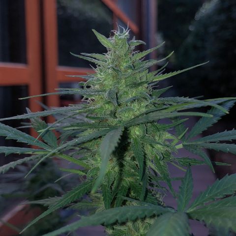 Royal Haze Automatic growlog timeline photo