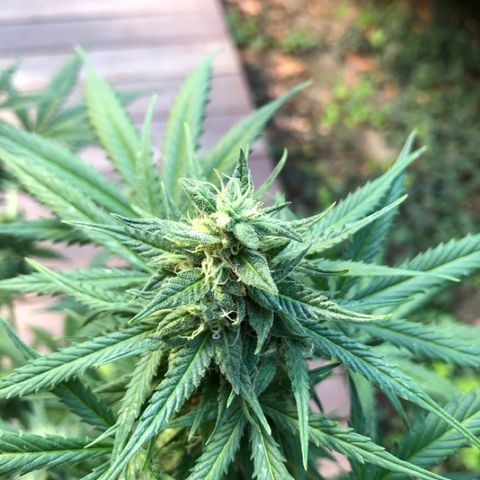 Royal Haze Automatic growlog timeline photo