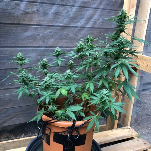 Royal Haze Automatic growlog timeline photo
