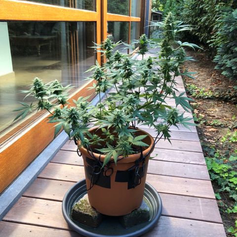 Royal Haze Automatic growlog timeline photo