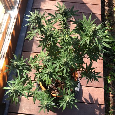 Royal Haze Automatic growlog timeline photo