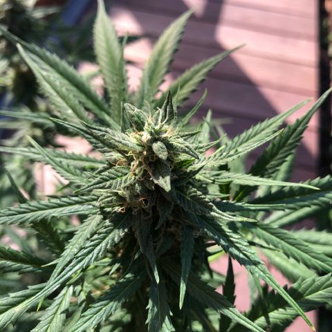 Royal Haze Automatic growlog timeline photo