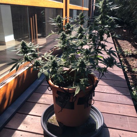 Royal Haze Automatic growlog timeline photo