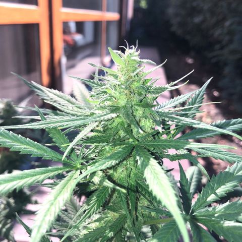 Royal Haze Automatic growlog timeline photo