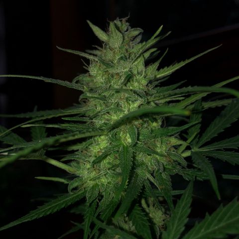 Royal Haze Automatic growlog timeline photo
