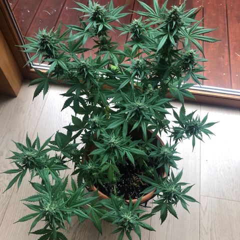 Royal Haze Automatic growlog timeline photo
