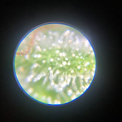 Royal Haze Automatic growlog timeline photo