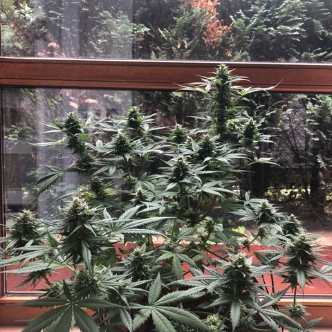 Royal Haze Automatic growlog timeline photo