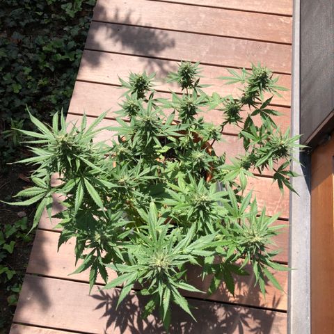 Royal Haze Automatic growlog timeline photo