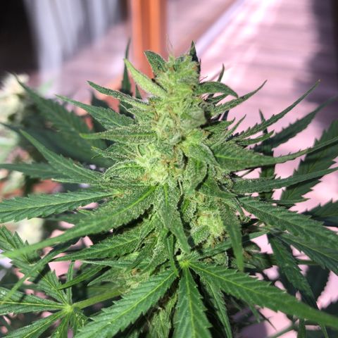 Royal Haze Automatic growlog timeline photo