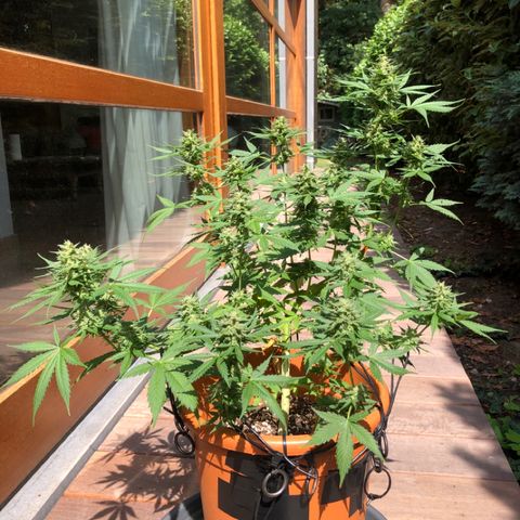 Royal Haze Automatic growlog timeline photo