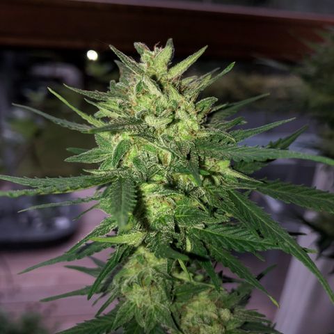 Royal Haze Automatic growlog timeline photo