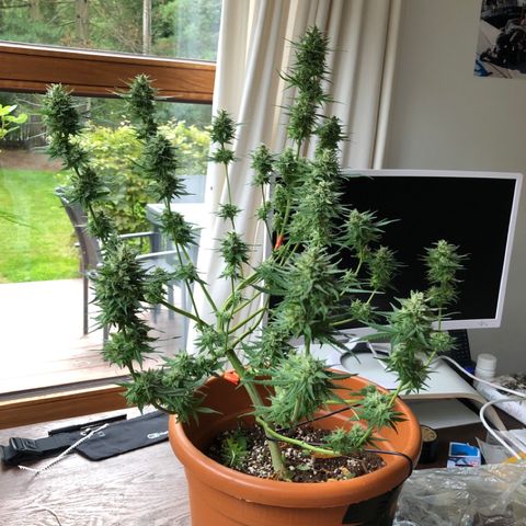Royal Haze Automatic growlog timeline photo