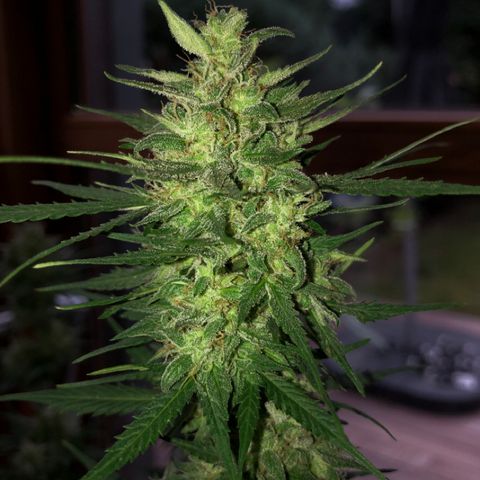 Royal Haze Automatic growlog timeline photo