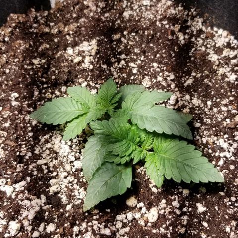 Quebec Blue (blue fire x grand daddy purple) growlog photo: Day after transplant. 