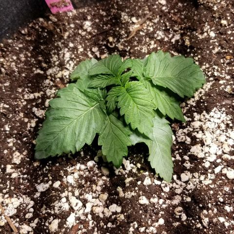 Strawberry growlog photo: Day after transplant. 