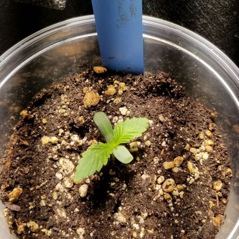 Blueberry  growlog photo: Looking good.