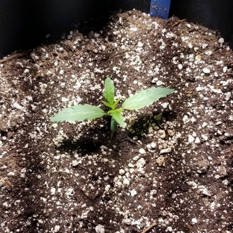 Quebec Blue (blue fire x grand daddy purple) growlog timeline photo