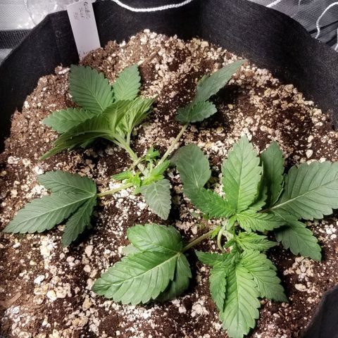 Quebec Blue (blue fire x grand daddy purple) growlog timeline photo