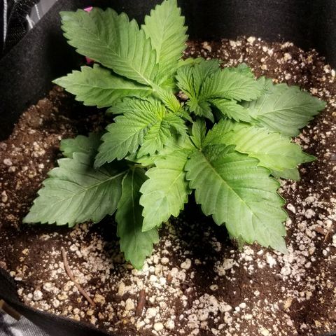 Quebec Blue (blue fire x grand daddy purple) growlog timeline photo