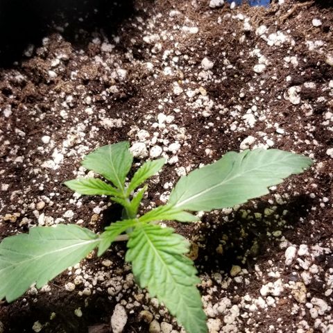Quebec Blue (blue fire x grand daddy purple) growlog photo: Strawberry topped