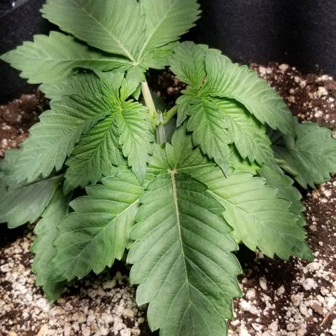 Quebec Blue (blue fire x grand daddy purple) growlog photo: Strawberry topped