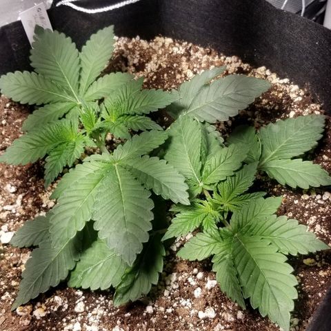 Quebec Blue (blue fire x grand daddy purple) growlog photo: Strawberry topped