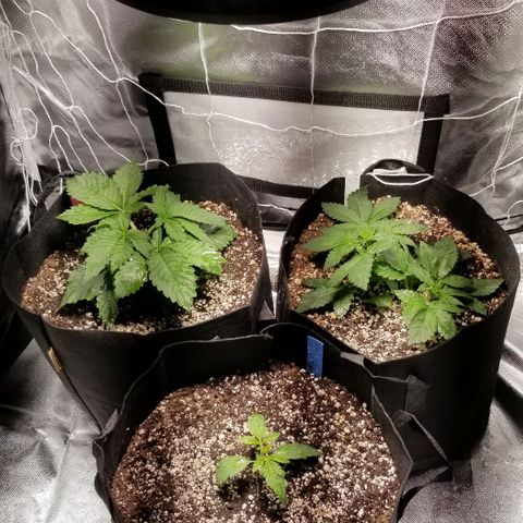 Quebec Blue (blue fire x grand daddy purple) growlog photo: Added B-52 to nutrient mix.