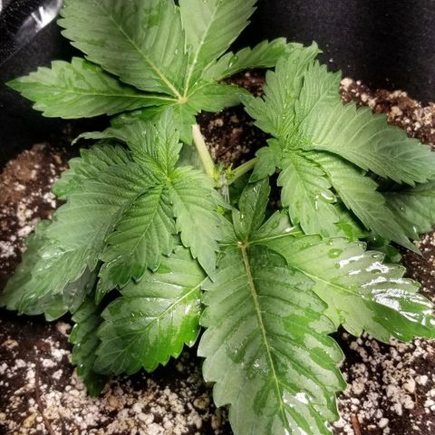 Quebec Blue (blue fire x grand daddy purple) growlog photo: Added B-52 to nutrient mix.