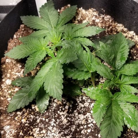 Quebec Blue (blue fire x grand daddy purple) growlog photo: Added B-52 to nutrient mix.