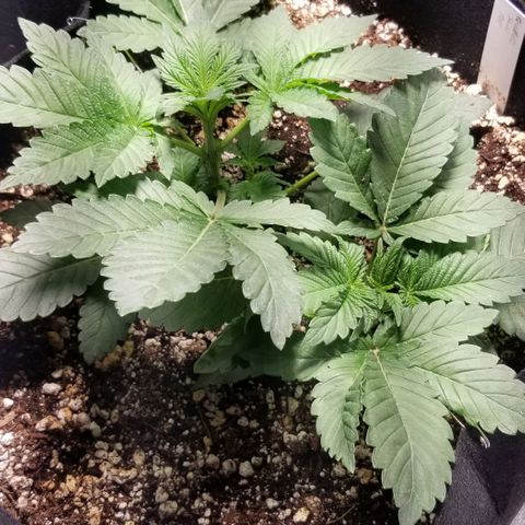 Quebec Blue (blue fire x grand daddy purple) growlog timeline photo