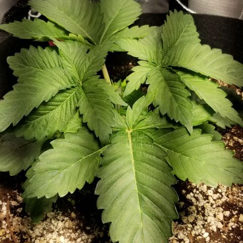 Quebec Blue (blue fire x grand daddy purple) growlog timeline photo
