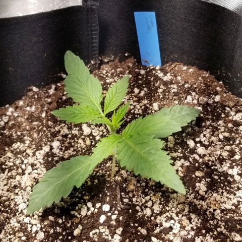 Quebec Blue (blue fire x grand daddy purple) growlog timeline photo