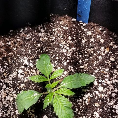 Quebec Blue (blue fire x grand daddy purple) growlog photo: Added B-52 to nutrient mix.