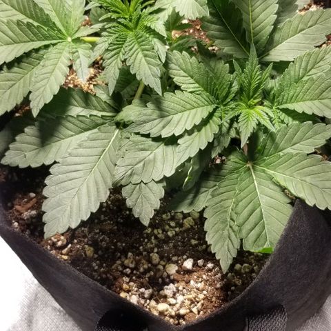 Quebec Blue (blue fire x grand daddy purple) growlog timeline photo
