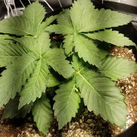 Quebec Blue (blue fire x grand daddy purple) growlog timeline photo