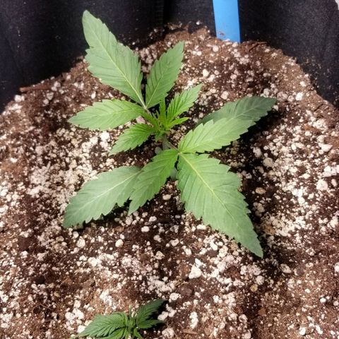 Quebec Blue (blue fire x grand daddy purple) growlog timeline photo