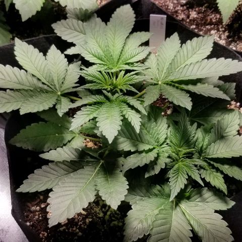 Quebec Blue (blue fire x grand daddy purple) growlog photo: May top the twins tomorrow or monday.
