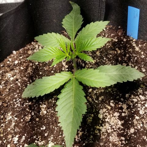 Quebec Blue (blue fire x grand daddy purple) growlog photo: May top the twins tomorrow or monday.