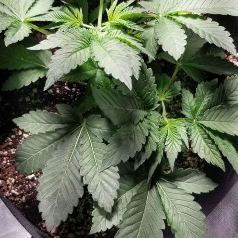 Quebec Blue (blue fire x grand daddy purple) growlog photo: The twins are now topped.