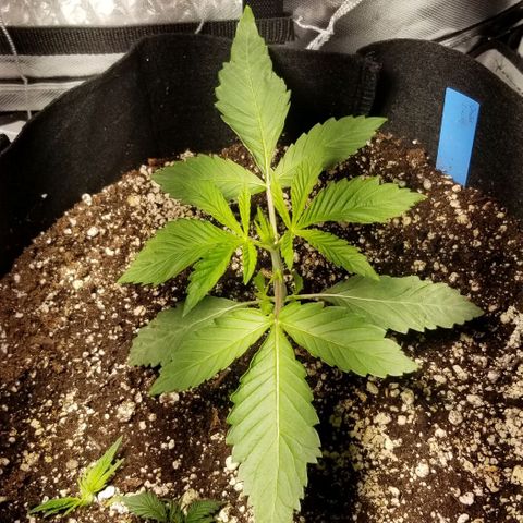 Quebec Blue (blue fire x grand daddy purple) growlog photo: The twins are now topped.