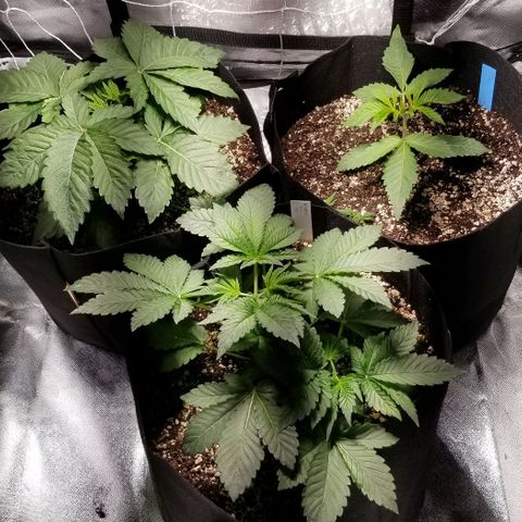 Quebec Blue (blue fire x grand daddy purple) growlog photo: The twins are now topped.